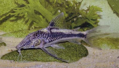 Scleromystax sp. C113